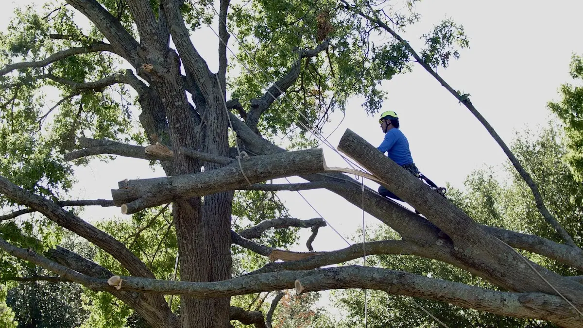 Professional Crown Thinning performed by certified arborists in Sandy Creek