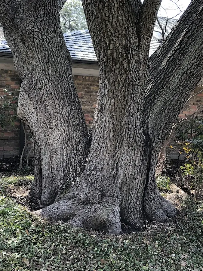 Mature heritage tree close to a Sandy Creek property cared for by certified arborists